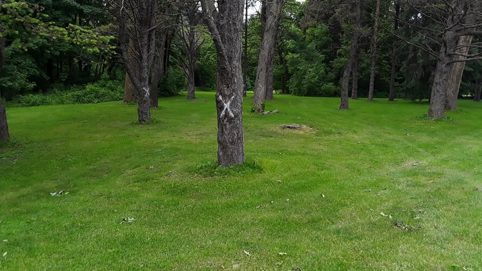 Ash tree marked with white X for removal
