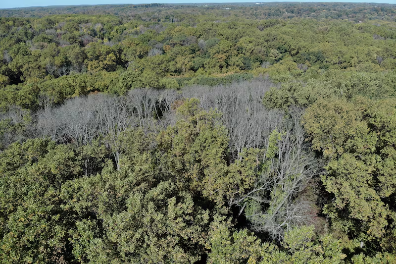 Aerial view of forest with dead ash trees among green canopy