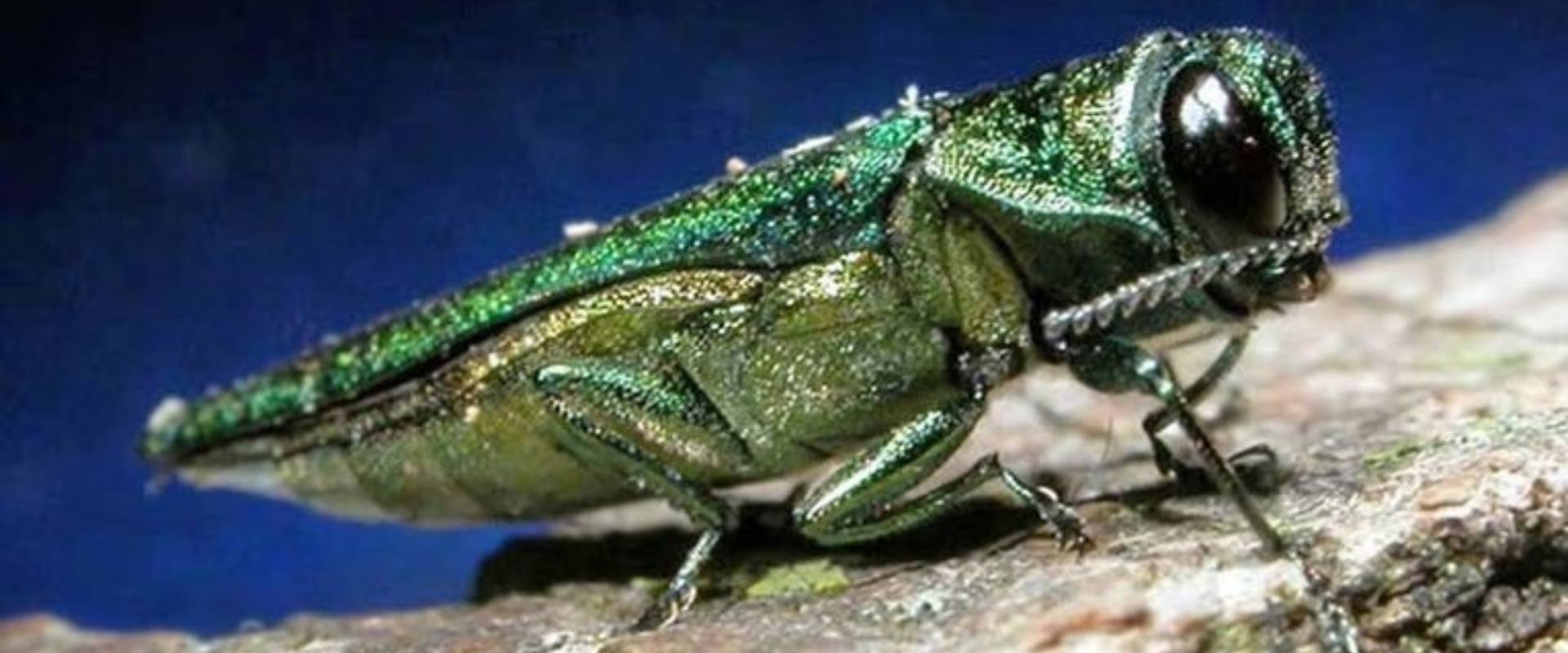 Emerald ash borer beetle