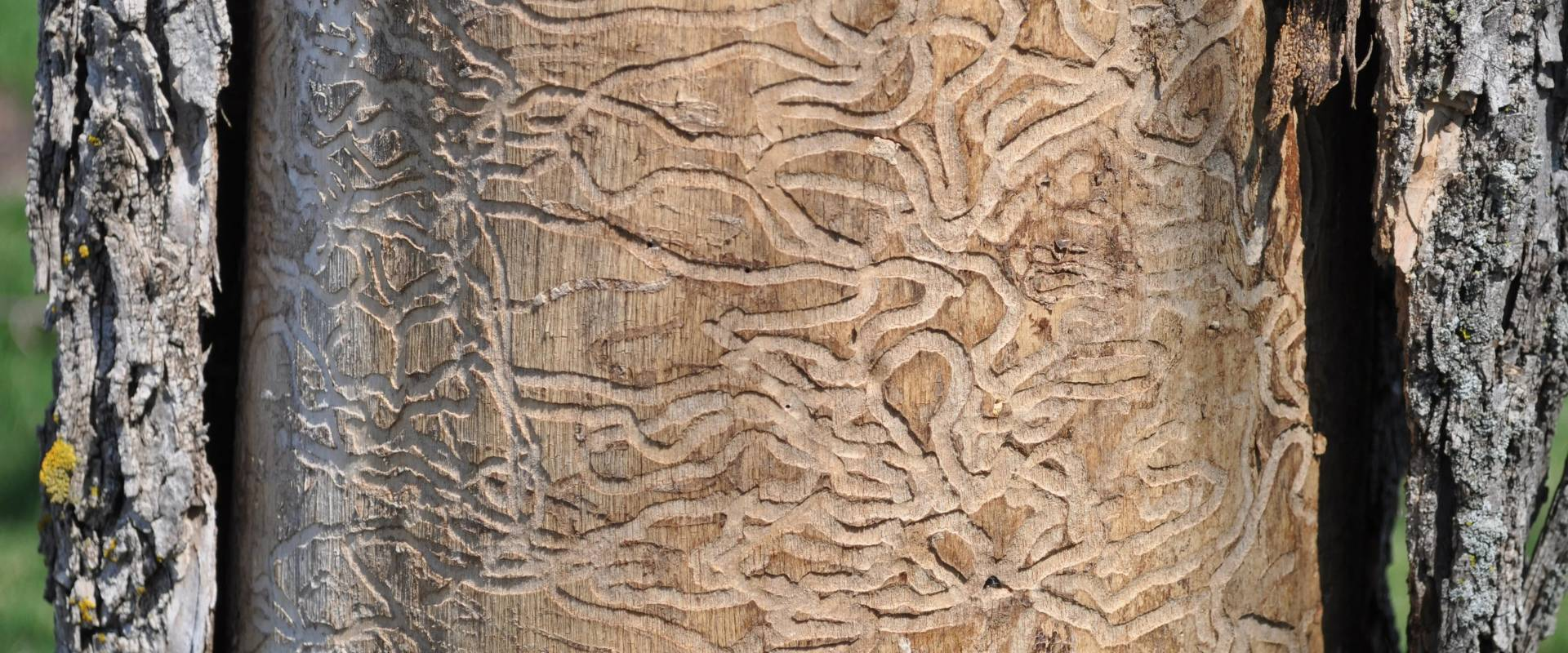 EAB larval galleries under bark