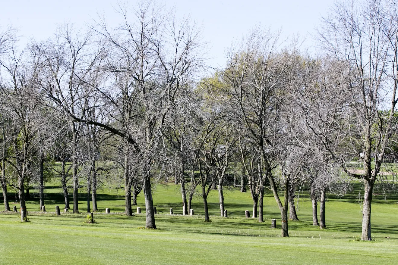 Golf course with ash trees removed — stumps visible along fairway